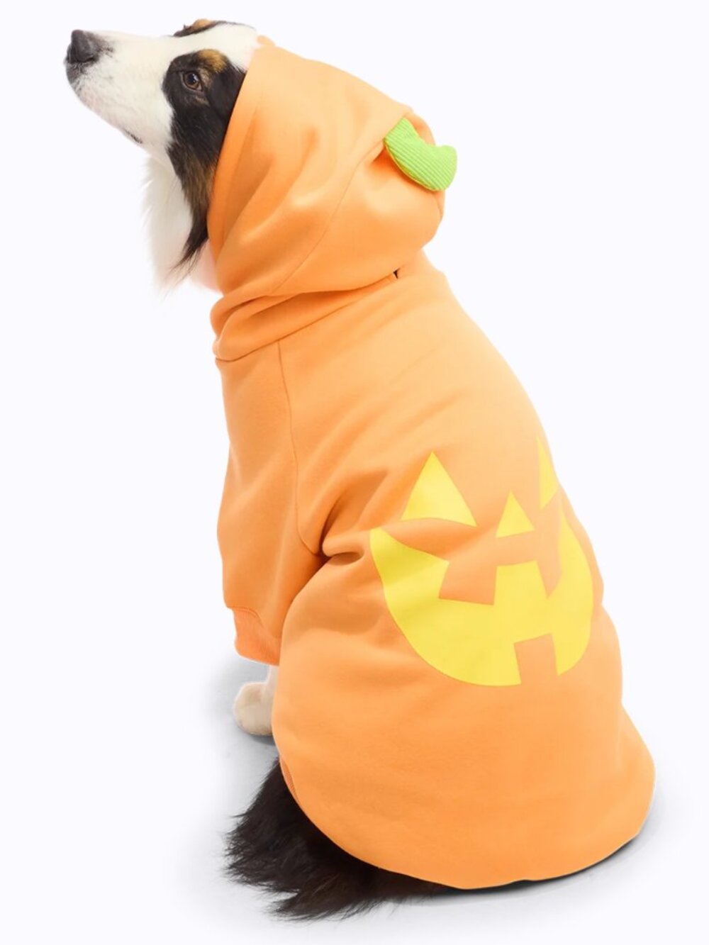 Jack O'Lantern Dog Hoodie